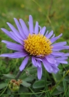 Einzelbild 1 Alpen-Aster - Aster alpinus