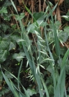 Einzelbild 2 Saat-Hafer - Avena sativa
