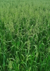 Einzelbild 3 Saat-Hafer - Avena sativa