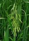 Einzelbild 1 Saat-Hafer - Avena sativa