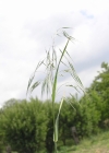 Einzelbild 1 Dach-Trespe - Bromus tectorum