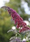 Einzelbild 1 Schmetterlingsstrauch - Buddleja davidii