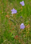 Einzelbild 3 Rundblättrige Glockenblume - Campanula rotundifolia
