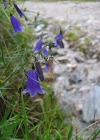 Einzelbild 1 Scheuchzers Glockenblume - Campanula scheuchzeri