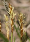 Einzelbild 2 Davalls Segge - Carex davalliana