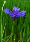 Einzelbild 1 Kornblume - Centaurea cyanus