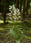 Einzelbild 1 Langblättriges Waldvögelein - Cephalanthera longifolia