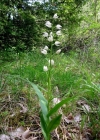 Einzelbild 3 Langblättriges Waldvögelein - Cephalanthera longifolia
