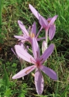 Einzelbild 1 Herbst-Zeitlose - Colchicum autumnale