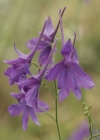 Einzelbild 3 Acker-Rittersporn - Consolida regalis