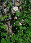 Einzelbild 2 Acker-Winde - Convolvulus arvensis