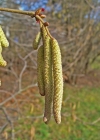 Einzelbild 2 Haselstrauch - Corylus avellana