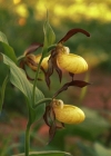 Einzelbild 1 Frauenschuh - Cypripedium calceolus