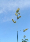 Einzelbild 1 Wiesen-Knäuelgras - Dactylis glomerata