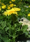 Einzelbild 2 Grossköpfige Gämswurz - Doronicum grandiflorum