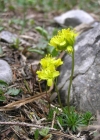 Einzelbild 1 Immergrünes Felsenblümchen - Draba aizoides