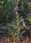 Einzelbild 1 Wald-Weidenröschen - Epilobium angustifolium