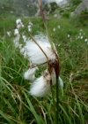 Einzelbild 1 Schmalblättriges Wollgras - Eriophorum angustifolium
