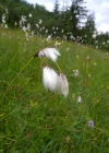Einzelbild 3 Breitblättriges Wollgras - Eriophorum latifolium