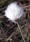 Einzelbild 2 Scheiden-Wollgras - Eriophorum vaginatum