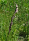 Einzelbild 4 Rot-Schwingel - Festuca rubra