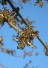 Einzelbild 2 Gemeine Esche - Fraxinus excelsior