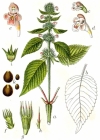 Einzelbild 4 Stechender Hohlzahn - Galeopsis tetrahit