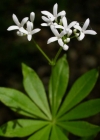 Einzelbild 3 Echter Waldmeister - Galium odoratum