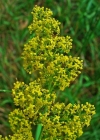Einzelbild 1 Echtes Labkraut - Galium verum