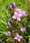 Einzelbild 1 Feld-Enzian - Gentiana campestris
