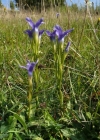 Einzelbild 1 Gefranster Enzian - Gentiana ciliata