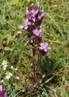 Einzelbild 2 Deutscher Enzian - Gentiana germanica