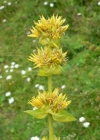 Einzelbild 1 Gelber Enzian - Gentiana lutea