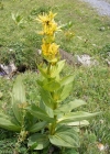 Einzelbild 5 Gelber Enzian - Gentiana lutea