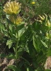 Einzelbild 4 Getüpfelter Enzian - Gentiana punctata