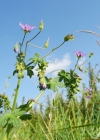 Einzelbild 2 Pyrenäen-Storchschnabel - Geranium pyrenaicum