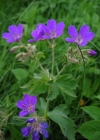 Einzelbild 2 Wald-Storchschnabel - Geranium sylvaticum