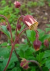 Einzelbild 1 Bach-Nelkenwurz - Geum rivale