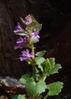 Einzelbild 1 Gundelrebe - Glechoma hederacea