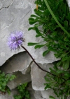 Einzelbild 1 Herzblättrige Kugelblume - Globularia cordifolia