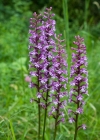 Einzelbild 1 Langspornige Handwurz - Gymnadenia conopsea