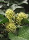Einzelbild 2 Efeu - Hedera helix