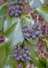 Einzelbild 3 Efeu - Hedera helix