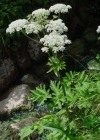 Einzelbild 3 Wiesen-Bärenklau - Heracleum sphondylium