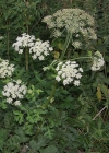 Einzelbild 4 Wiesen-Bärenklau - Heracleum sphondylium