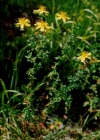 Einzelbild 3 Echtes Johanniskraut - Hypericum perforatum