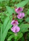 Einzelbild 1 Drüsiges Springkraut - Impatiens glandulifera