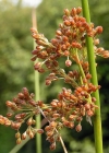 Einzelbild 4 Flatter-Binse - Juncus effusus
