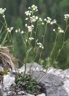 Einzelbild 3 Felsen-Kugelschötchen - Kernera saxatilis