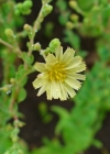 Einzelbild 2 Kopfsalat - Lactuca sativa